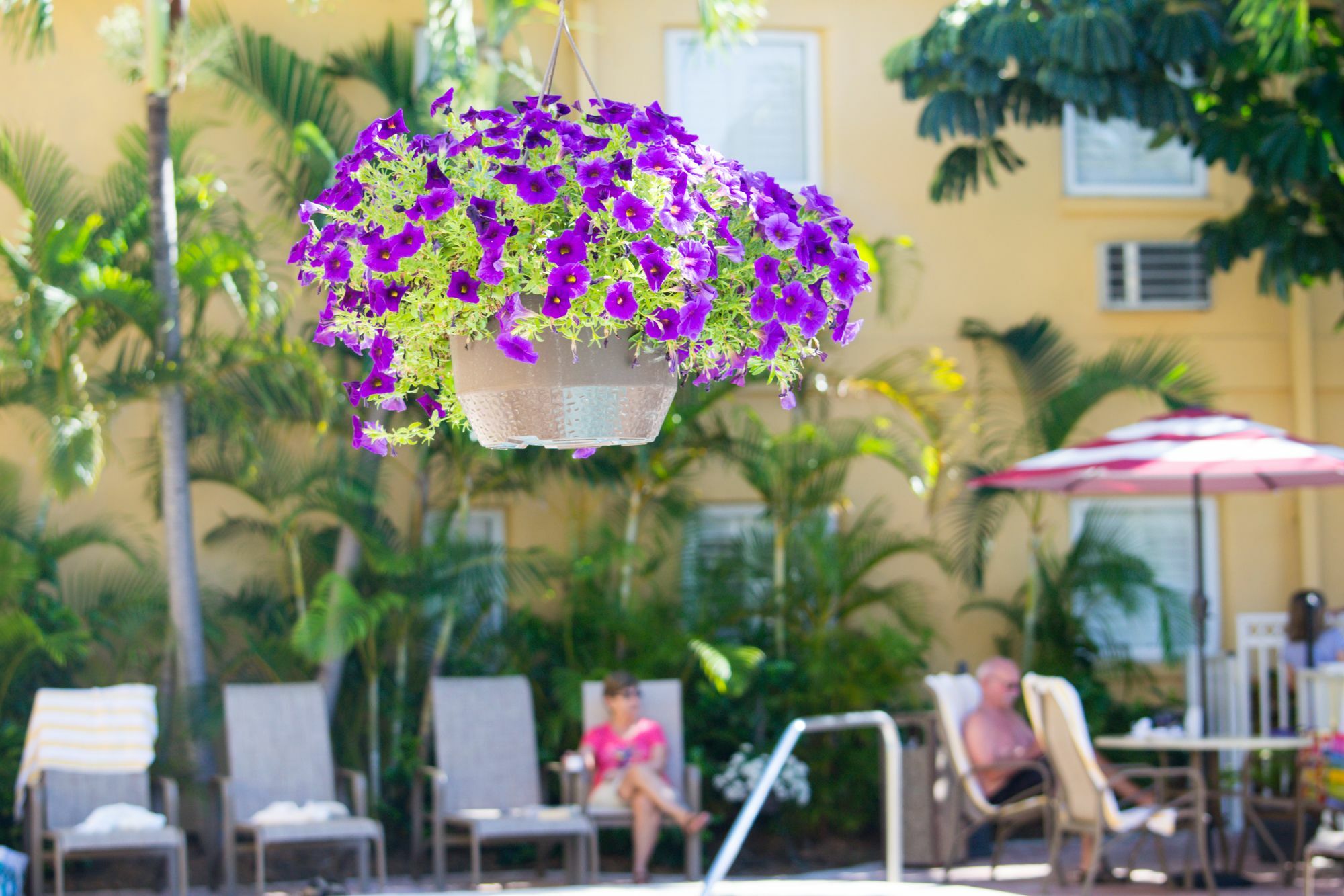 Inn At The Beach-Venice Florida Eksteriør billede